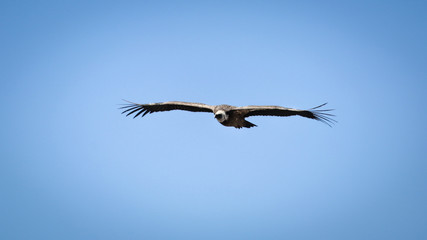 vautour fauve