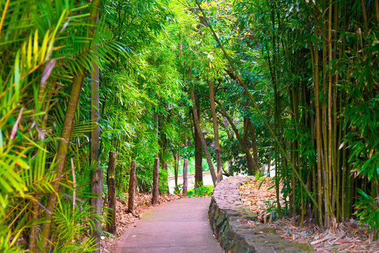 Green Walkway In Maui, Hawaii