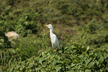 Kuhreiher