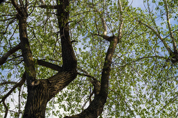 Fototapeta na wymiar poplar deciduous tree