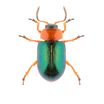 Leaf beetle Gastrophysa polygoni isolated on white background, dorsal view of beetle. Knotweed Leaf Beetle.