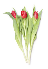 Fototapeta premium Red flower tulips bouquet on white background