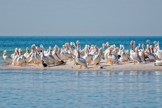 White pelicans resting on the beach