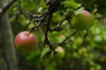 Green apples on a branch ready to be harvested, outdoors, selective focus. Azerbaijan