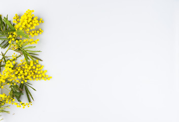 Woman day celebration greeting card, mimosa isolated on a white background