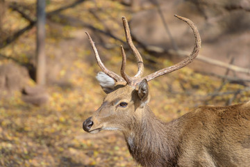 antelope standing beautiful horn