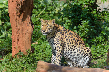 leopard standing on savannah grass with characteristic trees on the plain in the background