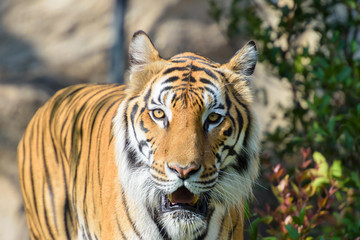 tiger standing on savannah grass with characteristic trees on the plain in the background