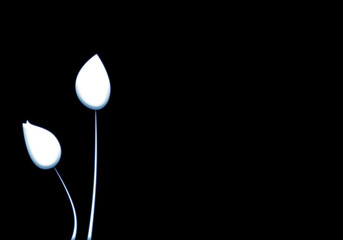 Vector Flower on Black Background