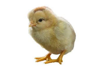 isolated little chick