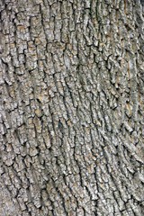 Деревянная текстура коры дерева