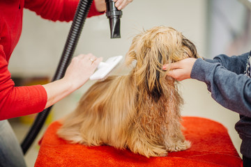Yorkshire terrier with grooming master in salon