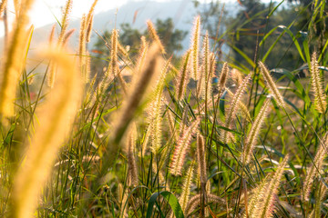 grass on field