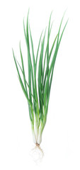 Green Onion on white background