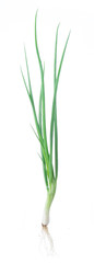 Green Onion on white background