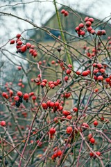 Ягоды шиповника