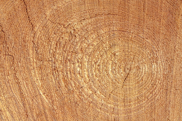 Slice of wood timber natural background
