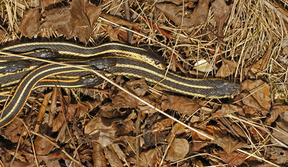 Group of male red sided garter snakes Thamnophis sirtalis parietalis trying to mate with bigger female in Narcisse, Manitoba, Canada.