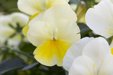 Obraz na płótnie Canvas Yellow Pansy flower