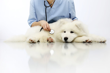 Veterinarian examining dog on table in vet clinic