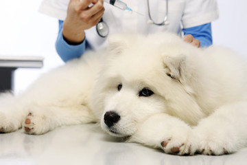 veterinarian hands makes an injection to the dog on table in vet clinic