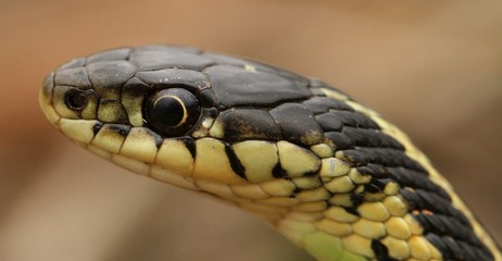 Head of a red sided garter snake Thamnophis sirtalis parietalis. Narcisse, Manitoba, Canada.