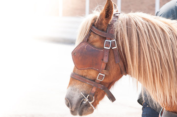 Beautiful brown horse,domesticated animal used by humans as transportation. Summer day