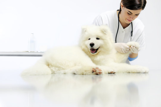 Veterinarian examining dog paw on table in vet clinic