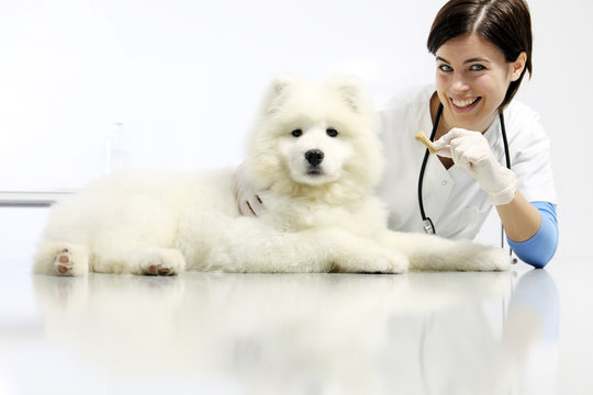 smiling Veterinarian with dog and food, on table in vet clinic, animal diet concept