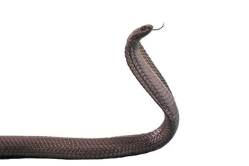 Schwarze Kobra Freisteller