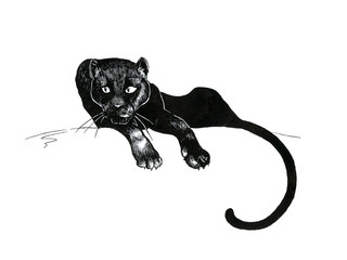 Black Panther Laying Down Hand Drawn Cougar Wild Animal Illustration isolated on white background