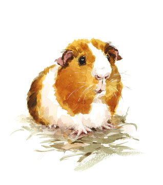 Watercolor Guinea Pig Animal Rodent Hand Drawn Pet Illustration isolated on white background
