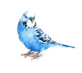 Obraz premium Watercolor Bird Blue Budgerigar Budgie Parakeet Hand Drawn Summer Tropical Illustration isolated on white background