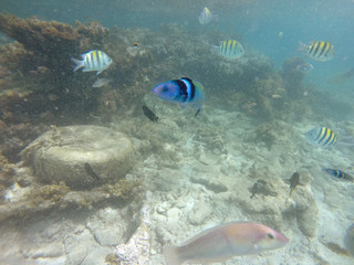 Fototapeta na wymiar Unterwasserwelt Karibik 5