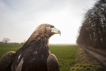 Steinadler schaut ins Feld