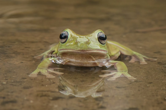  frog in the water