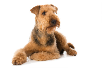 Airedale Terrier