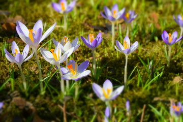 Lila Krokusse mit gelb- orangenem Stempel im Moos, Miniatureffekt
