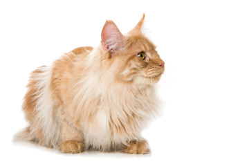 Maine Coon Kater