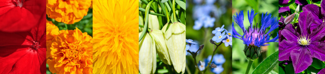Abstract floral seven colors of the rainbow, panoramic collage