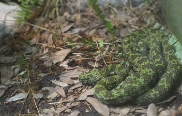 Manghshan Pit Viper
