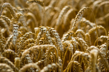 Wheat field. Ears of golden wheat close up. Beautiful Nature Sunset Landscape. Rural Scenery under Shining Sunlight. Background of ripening ears of meadow wheat field. Rich harvest Concept
