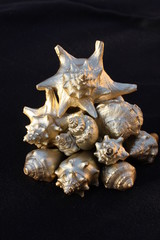 Golden Seashells 