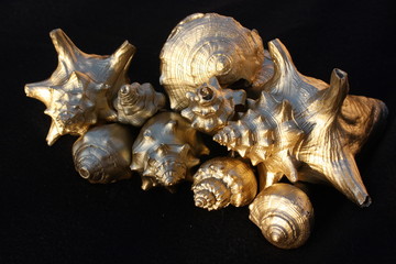 Golden Seashells 