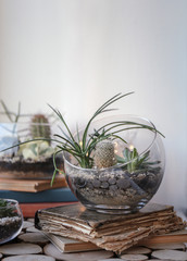 Mini succulent garden in glass terrarium on old book