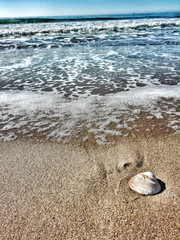 Concha a la orilla del mar