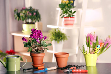 Fresh spring plant with gardener equipment on table