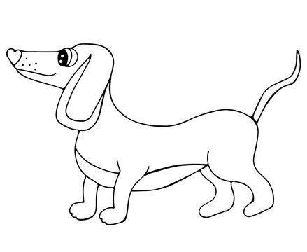 Cute dachshund dog isolated on the white background