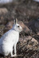 mountain hare