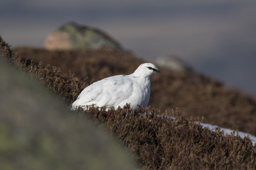 ptarmigan